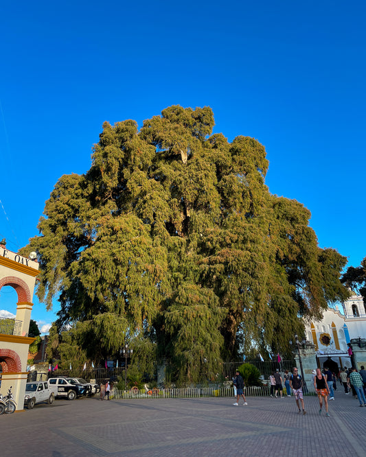 El Árbol Más Grande del Mundo Está en Oaxaca!